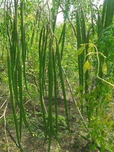 Organic DrumStick , Moringa Powder